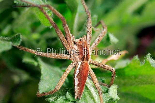 Pisauridae-pisaura_4.JPG - France, Araneae, Pisauridae, Pisaure admirable (Pisaura mirabilis), mâle, Nursery web spider